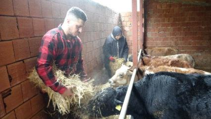 "Almanya'da robot olacağıma çoban olurum" diyerek memleketine döndü