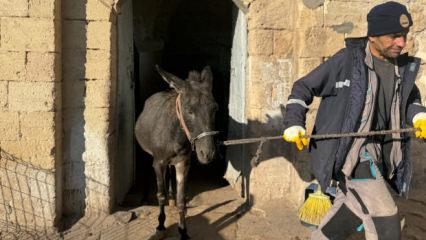 Mardin'in "kadrolu eşeklerinden" haber var: Emekliliklerinin önü açılıyor