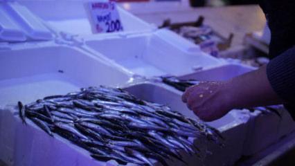 Ucuz hamsiye veda zamanı! Hamsi rotayı değiştirdi