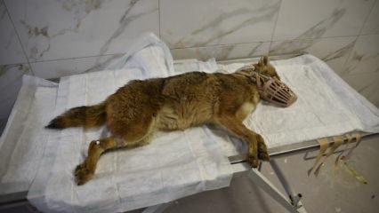 Samsun'da &ouml;l&uuml;mc&uuml;l vir&uuml;s paniği: Hastalıklı &ccedil;akal tedavi ediliyor