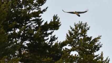 Nadir g&ouml;r&uuml;l&uuml;yor! Kar yağışından sonra ortaya &ccedil;ıktı