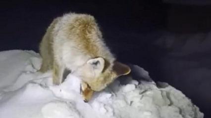 Hakkari'de hareketsiz tilkiye yaklaşan k&ouml;yl&uuml; acı manzarayla karşılaştı