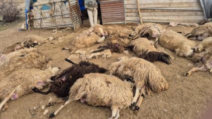 Tunceli'de kurt dehşeti! 64 koyun telef oldu