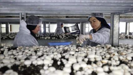 Ekonomide b&uuml;y&uuml;menin anahtarı kadının elinde 