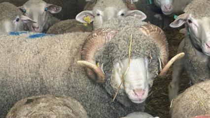 Damızlık ko&ccedil;un fiyatı dudak u&ccedil;uklatmıştı: Doğmamış yavruları i&ccedil;in 150 talip 