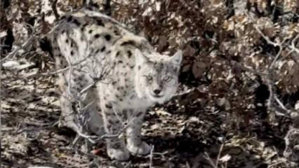 K&ouml;yl&uuml;n&uuml;n y&uuml;reği hopladı: &Ouml;ld&uuml;rmenin cezası 870 bin TL