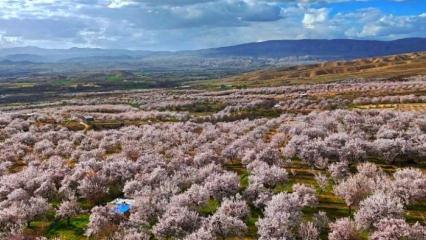 Darende&rsquo;de g&ouml;rsel ş&ouml;len: Kayısı ağa&ccedil;ları beyaz &ouml;rt&uuml;yle kaplandı