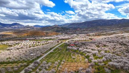 Darende'de kayısı ağa&ccedil;larının &ccedil;i&ccedil;ek a&ccedil;masıyla bah&ccedil;eler beyaza b&uuml;r&uuml;nd&uuml;