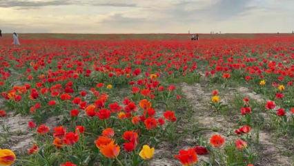 &Ccedil;i&ccedil;ek a&ccedil;ması 15 yıl s&uuml;r&uuml;yor: Bozkır laleleri Kazakistan&rsquo;ın doğasına renk kattı