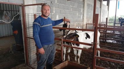 Adanalı besiciden ilgin&ccedil; y&ouml;ntem: İneklerin s&uuml;t verimini artırmak i&ccedil;in uyguluyor 