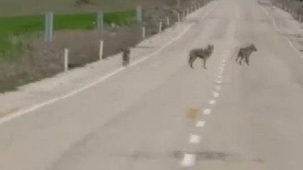 Erzincan'da kurtlar yolda cirit attı! Vatandaşın tepkisi kamerada