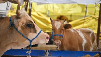 Kurban Bayramı &ouml;ncesi bakanlık d&uuml;ğmeye bastı! Tedbirler arttı, yeni d&ouml;nem başlıyor!