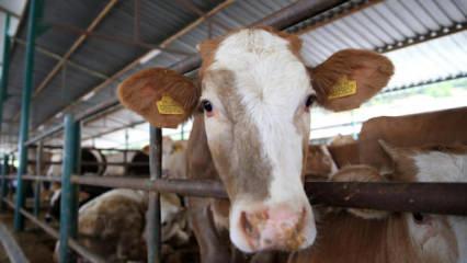 Kurban Bayramı &ouml;ncesi kritik karar! Kurallar tek tek a&ccedil;ıklandı, cezalar belli oldu
