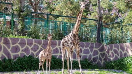 T&uuml;rkiye&rsquo;de bir ilk! Gaziantep&rsquo;te doğan z&uuml;rafa yavrusu b&uuml;y&uuml;k ilgi g&ouml;rd&uuml;