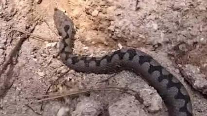 Bolu'da g&ouml;r&uuml;nt&uuml;lendi! T&uuml;rkiye'nin en zehirli t&uuml;rlerinden biri