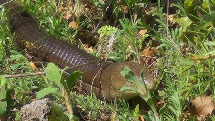 Denizli'de "demir yılan" ortaya &ccedil;ıktı