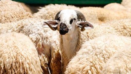 TSK Mehmet&ccedil;ik Vakfı vekaleten kurban bağışı kabul&uuml;ne başladı