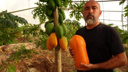 Tropikal meyvede hasat heyecanı! Kilosu 90 TL'ye kadar &ccedil;ıkıyor