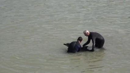 Dereye giren yunusu deniz polisi kurtardı