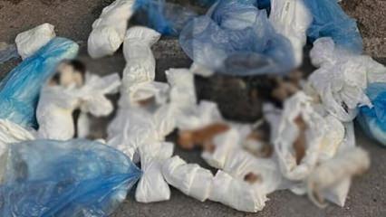 İzmir'de vahşet: Poşetlere d&uuml;r&uuml;lm&uuml;ş 33 &ouml;l&uuml; kedi bulundu