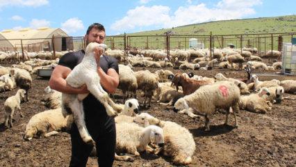 K&ouml;y&uuml;ne d&ouml;nd&uuml;, 100 koyunu bin 300 &ccedil;ıkardı! Kimse başarısının s&uuml;resine inanamıyor 