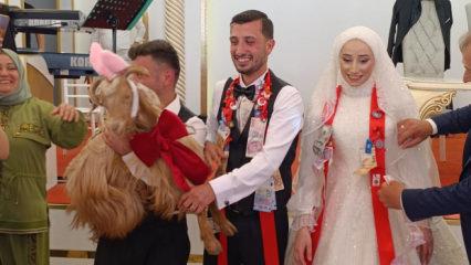 Trabzon'da takı olmak istemeyen ke&ccedil;i direndi! Kahkaha attıran olay kamerada