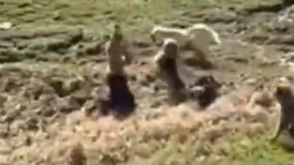 Y&uuml;ksekova'da dehşet! &Ccedil;ocuğa k&ouml;pek s&uuml;r&uuml;s&uuml; saldırdı: &Ccedil;ığlık &ccedil;ığlığa yardım istedi