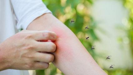 Asya Kaplan Sivrisineği vakaları endişeye yol a&ccedil;tı: Alerjik b&uuml;nyeye sahipseniz dikkat!