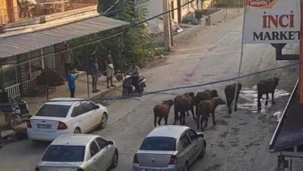 Hatay'da yola inen başıboş mandalar trafiği durma noktasına getirdi