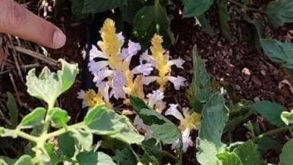 Aydın'da &ccedil;ift&ccedil;iye "canavar otu" uyarısı! Tarlalar d&uuml;zenli kontrol edilecek