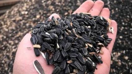 Yağlık ay&ccedil;i&ccedil;eğinde &ouml;n alım fiyatı a&ccedil;ıklandı!