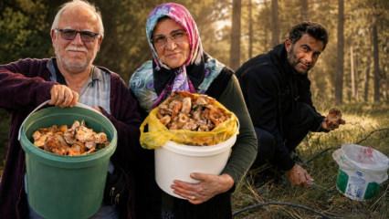 Kilosu 400 liradan 50 liraya d&uuml;şt&uuml;: Kovayı alan ormana koştu