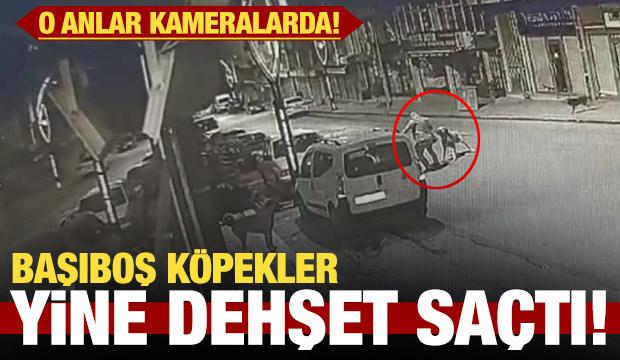 Başıboş köpek dehşeti kameralarda!