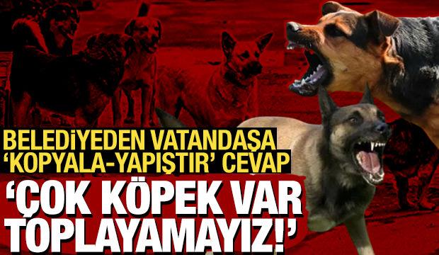 Malumun ilamı: Belediyeden sokak köpeği şikayetine 