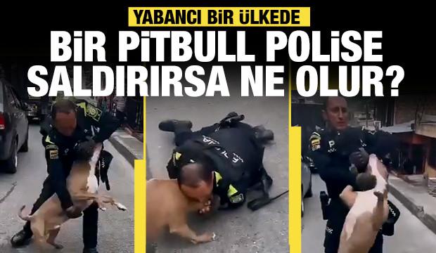 Yabancı bir ülkede pitbull cinsi köpek polise saldırırsa ne olur?