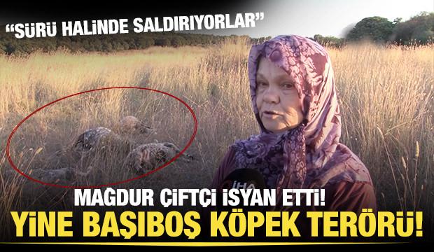 Vatandaşın başıboş köpek çilesi bitmiyor! Pendik'teki saldırılarda 5 koyun telef oldu