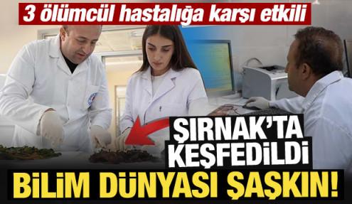 Şırnak'ta keşfedildi, bilim dünyası şaşkın! 3 ölümcül hastalığa karşı etkili