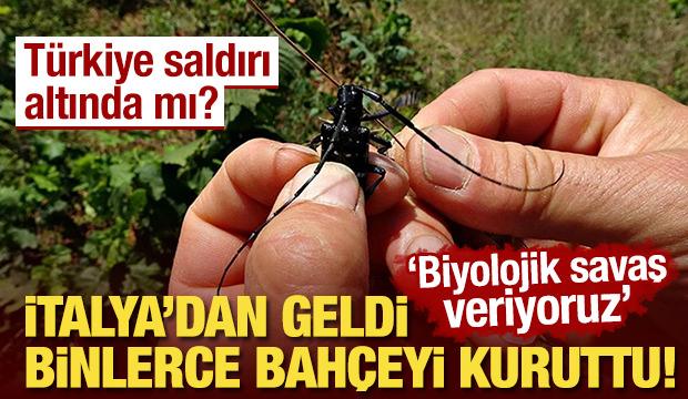 İtalya'dan geldi, binlerce bahçeyi kuruttu! 