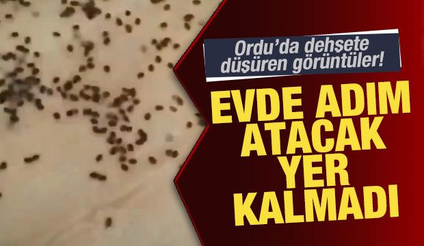 Ordu'da dehşete düşüren görüntüler: Tüm evi istila ettiler