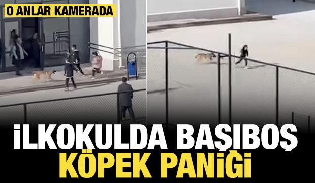 İlkokulda başıboş köpek paniği: O anlar kamerada