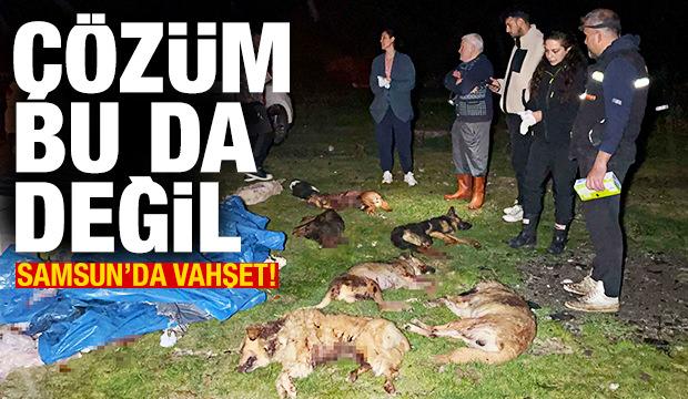 Samsun'da 9 köpek kurşunlanarak öldürüldü