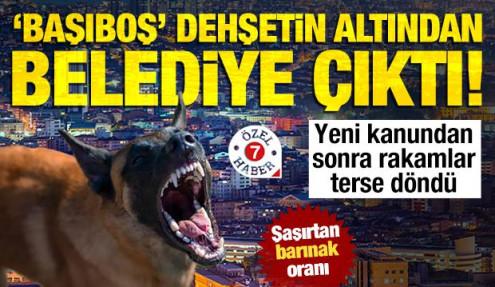 Ankara köpek lobilerine teslim: Kanuna rağmen toplamadılar... 600'den 43'e düştü