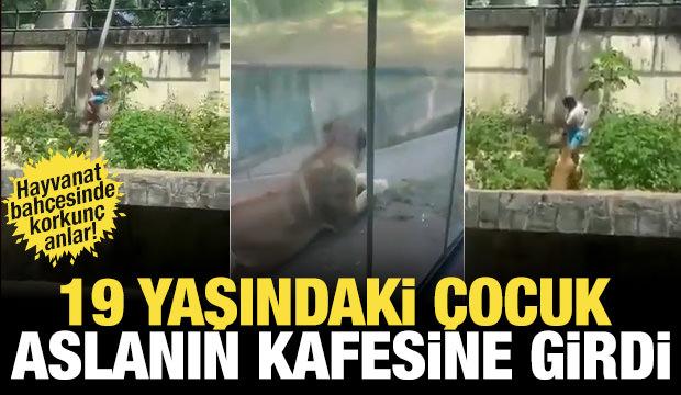 Hayvanat bahçesindeki korkunç anlar: Aslanın bulduğu kafese girdi