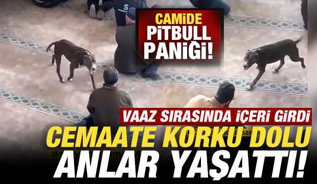 Camide pitbull paniği: Vaaz sırasında i&ccedil;eri girdi, cemaate korku dolu anlar yaşattı