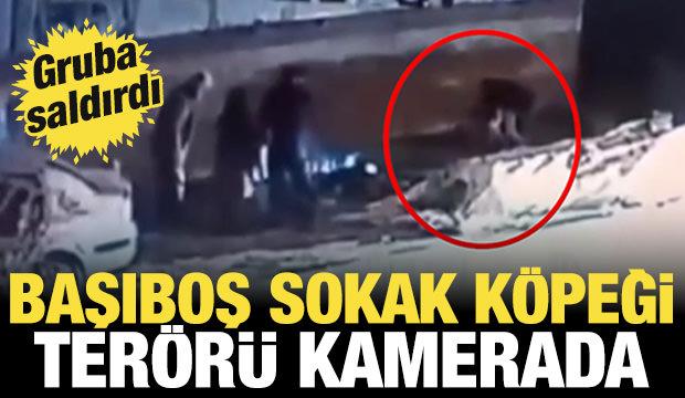 Bursa'da başıboş sokak k&ouml;peği dehşeti: 3 kişi yaralandı