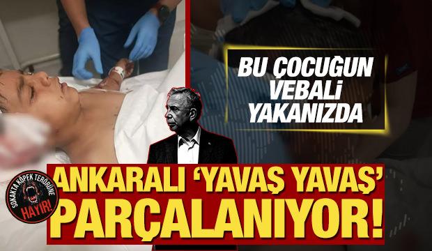 Ankaralı ‘Yavaş Yavaş’ parçalanıyor! ABB seyrediyor başıboş köpek terörü yayılıyor