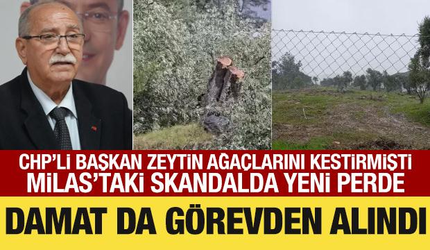 CHP’li başkan zeytin ağaçlarını kestirmişti: Damadı da görevden alındı