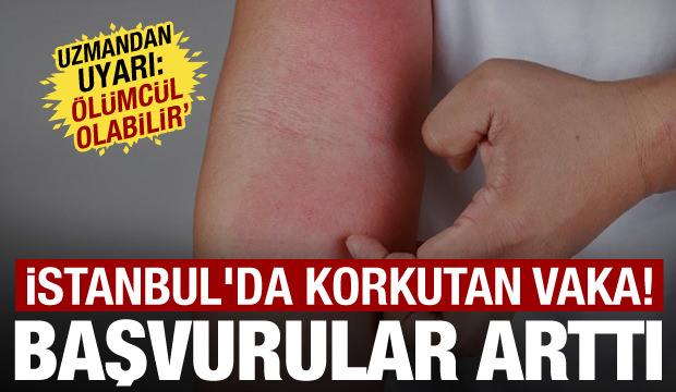 İstanbul'da büyük tehlike! Kuduz vakaları artıyor! En çok görülen ilçeler belli oldu