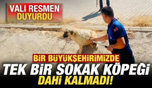 Vali resmen duyurdu! Bir büyükşehrimizde tek bir sokak köpeği dahi kalmadı