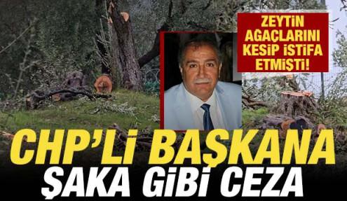 Zeytin ağaçlarını kesip istifa eden CHP'li başkana şaka gibi ceza